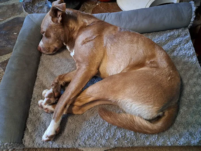 Walnut Grove Animal Clinic Picture 4