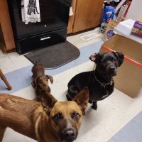 Walnut Grove Animal Clinic ico