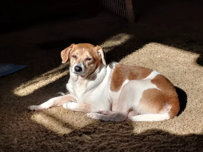 Walnut Grove Animal Clinic Picture 8