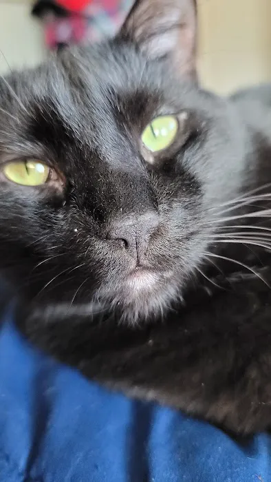 Associated Veterinary Clinic Picture 3