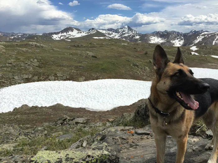 Associated Veterinary Clinic Picture 5