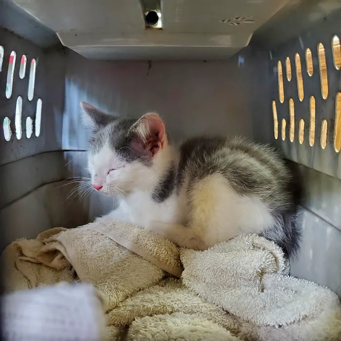 Associated Veterinary Clinic Picture 4