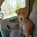 Associated Veterinary Clinic