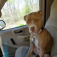 Associated Veterinary Clinic ico