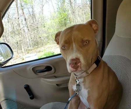 Associated Veterinary Clinic