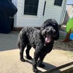 Hancock Veterinary Services