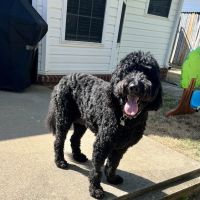 Hancock Veterinary Services ico