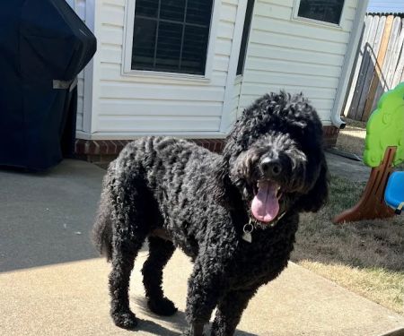 Hancock Veterinary Services