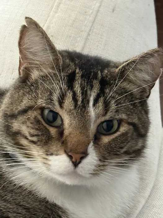 Hancock Veterinary Services Picture 9