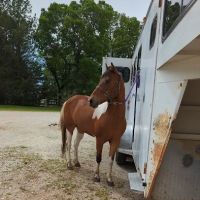 Northwest Equine Services ico