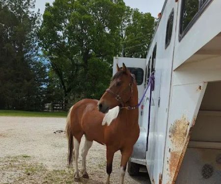 Northwest Equine Services