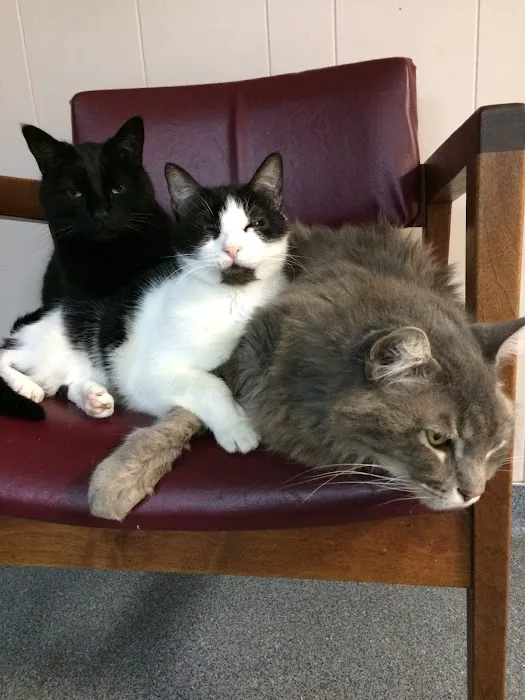 Smithers Animal Hospital of Lincoln Picture 4