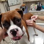 Smithers Animal Hospital of Lincoln