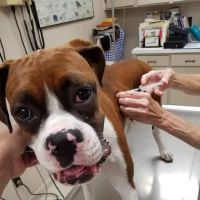 Smithers Animal Hospital of Lincoln ico