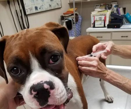 Smithers Animal Hospital of Lincoln