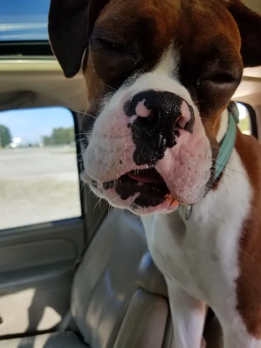 Smithers Animal Hospital of Lincoln Picture 3