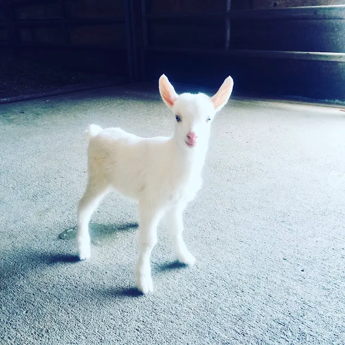 Country Veterinary Services Inc Picture 3