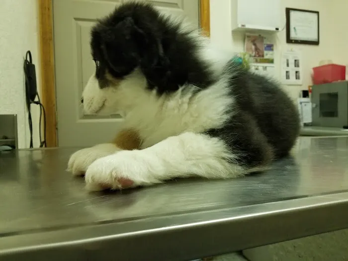 Country Veterinary Services Inc Picture 2