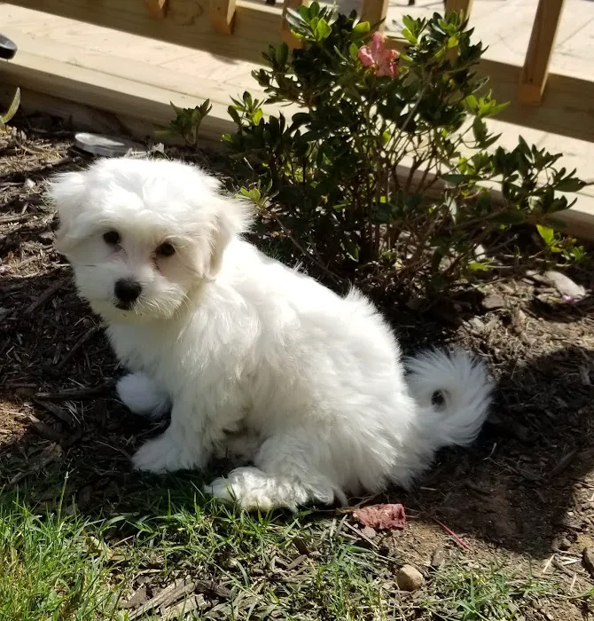 Country Veterinary Services Inc Picture 7