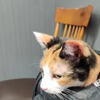 Vinewood Animal Clinic ico