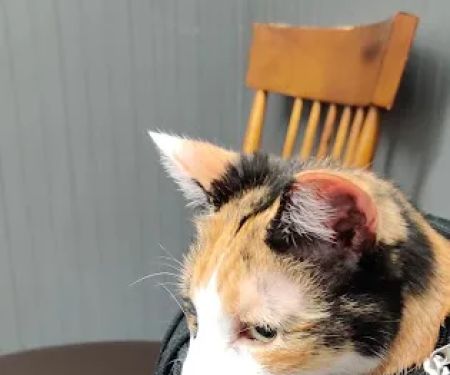 Vinewood Animal Clinic