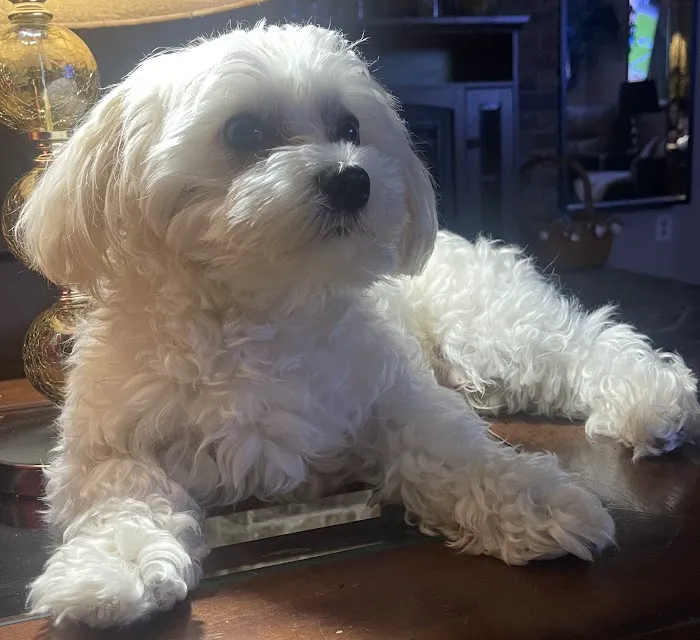 Vinewood Animal Clinic Picture 5