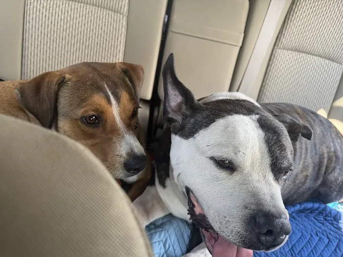 Vinewood Animal Clinic Picture 6