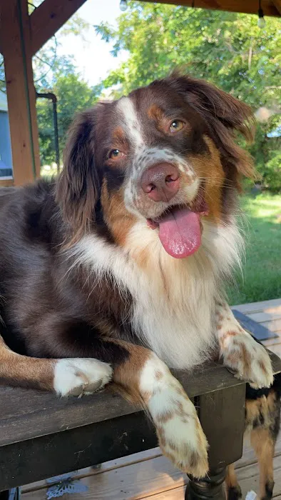 Vinewood Animal Clinic Picture 3