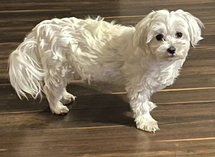 Vinewood Animal Clinic Picture 4