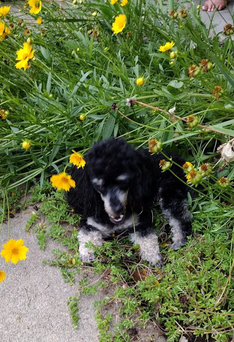 Vinewood Animal Clinic Picture 9