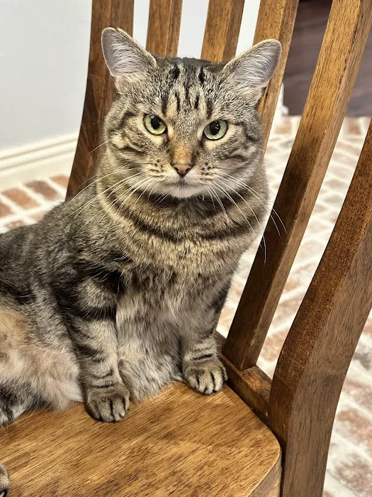 Wedington Animal Hospital Picture 1