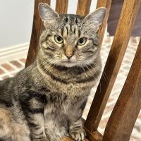 Wedington Animal Hospital ico