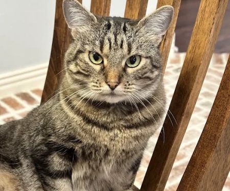 Wedington Animal Hospital