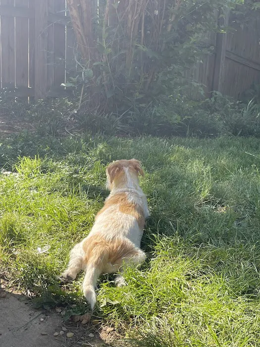 Wedington Animal Hospital Picture 4