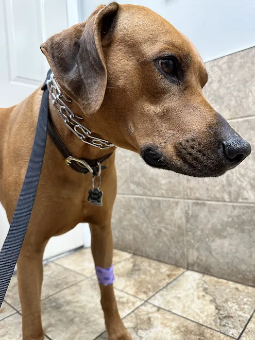 Wedington Animal Hospital Picture 3