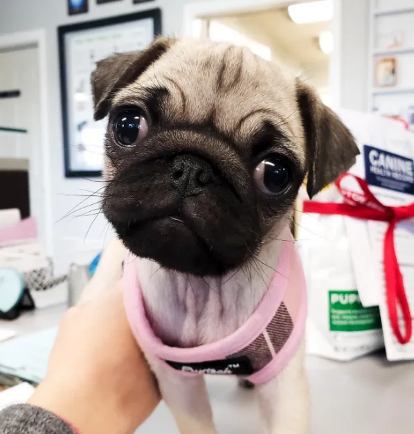 Wedington Animal Hospital Picture 8