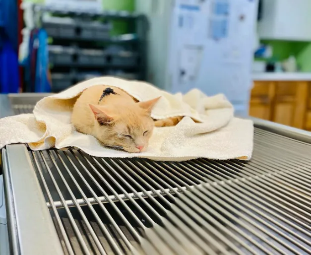 Wedington Animal Hospital Picture 9