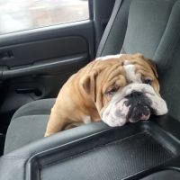 Lyon Veterinary Hospital ico