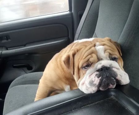 Lyon Veterinary Hospital