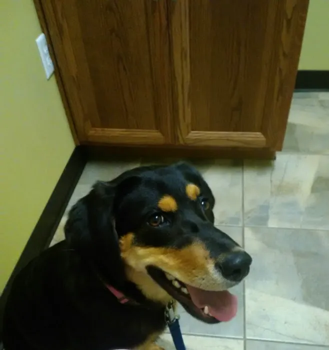 Lyon Veterinary Hospital Picture 8