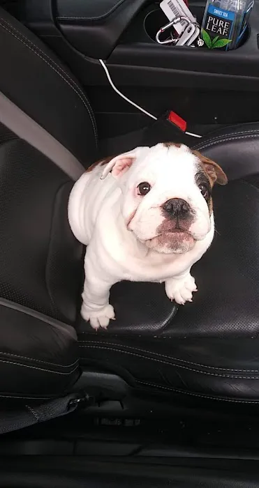 Lyon Bradley J DVM Picture 1