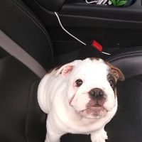 Lyon Bradley J DVM ico