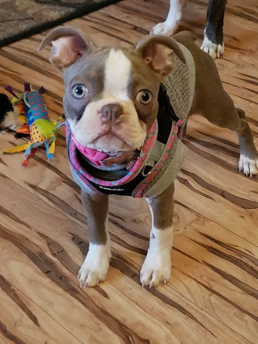 Farmington Veterinary Clinic, A Thrive Pet Healthcare Partner Picture 1