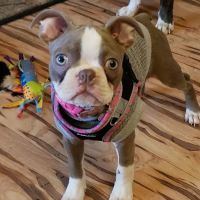 Farmington Veterinary Clinic, A Thrive Pet Healthcare Partner ico