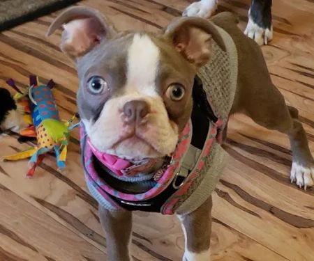 Farmington Veterinary Clinic, A Thrive Pet Healthcare Partner