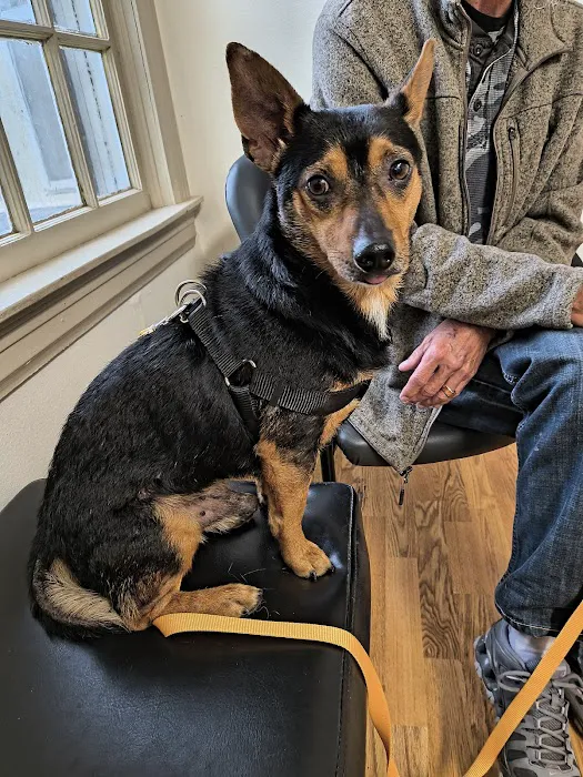 Farmington Veterinary Clinic, A Thrive Pet Healthcare Partner Picture 3