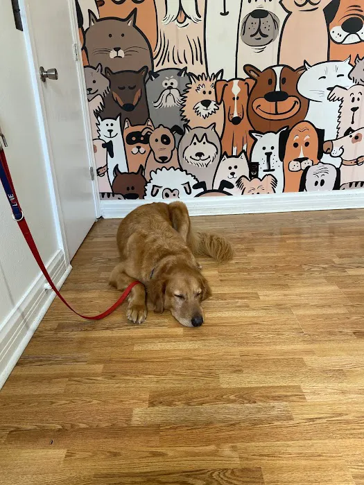 Farmington Veterinary Clinic, A Thrive Pet Healthcare Partner Picture 2