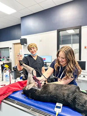 Ozark Veterinary Specialty Care Picture 7