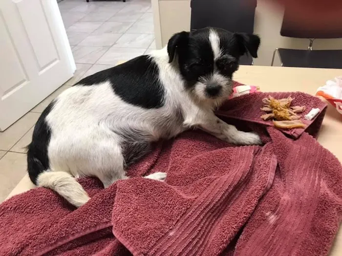 Animal Emergency and Specialty Center of Northwest Arkansas Picture 1