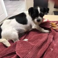 Animal Emergency and Specialty Center of Northwest Arkansas ico